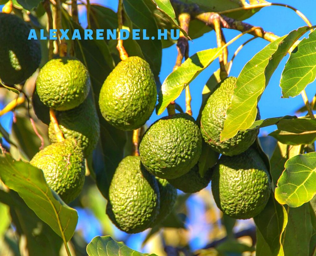 5 perces avokádókrém/ alexarendel.hu